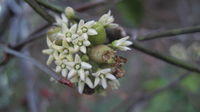Marsdenia rostrata flowers and immature fruit
