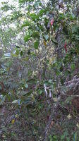 Marsdenia rostrata whole plant shape