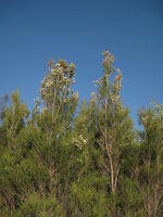Melaleuca armillaris trees
