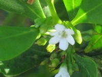 Myoporum boninense ssp australe buds and flower