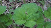 Pelargonium australe leaf