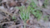 Pelargonium australe fruiting head