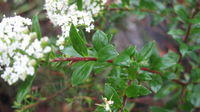 Platysace lanceolata broad leaves