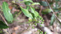 Polyscias sambucifolia flower