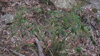 Polyscias sambucifolia small plant with wide leaflets