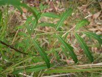 Polyscias sambucifolia leaf with slender leaflets