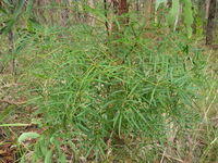 Polyscias sambucifolia plant shape - narrow leaflets