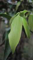 Trochocarpa laurina (10).JPG