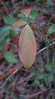 Trochocarpa laurina (11).JPG