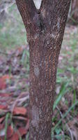 Trochocarpa laurina (12).JPG