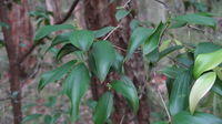 Trochocarpa laurina (14).JPG