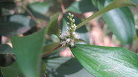 Trochocarpa laurina (2).JPG