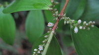 Trochocarpa laurina flowers and buds - SEE SEEDS AND FRUIT FOR MORE