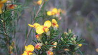 Dillwynia glaberrima flowers