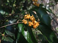 Morinda jasminoides (4)