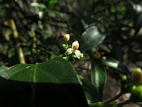 Morinda jasminoides (8)