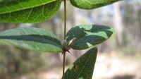 Platylobium formosum leaves are opposite