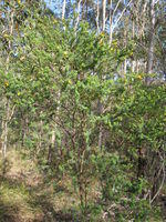 Pultenaea flexilis plant shape - tall shrub