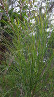 Viminaria juncea with no leaves