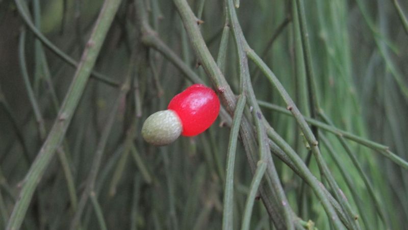 Exocarpus cupressiformis ripe fruit