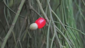 Exocarpus cupressiformis ripe fruit