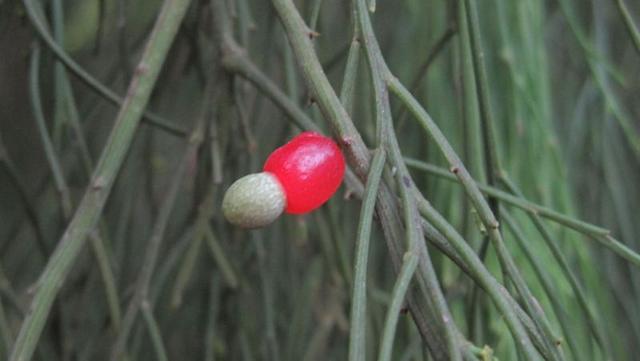 Exocarpus cupressiformis ripe fruit