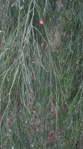 Exocarpus cupressiformis ripe fruit