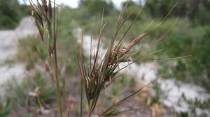 Themeda australis flowers