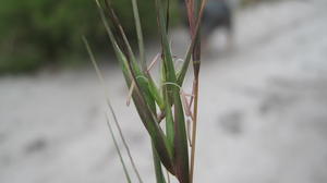 Themeda australis flowers