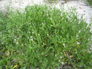 Cakile edentula habit