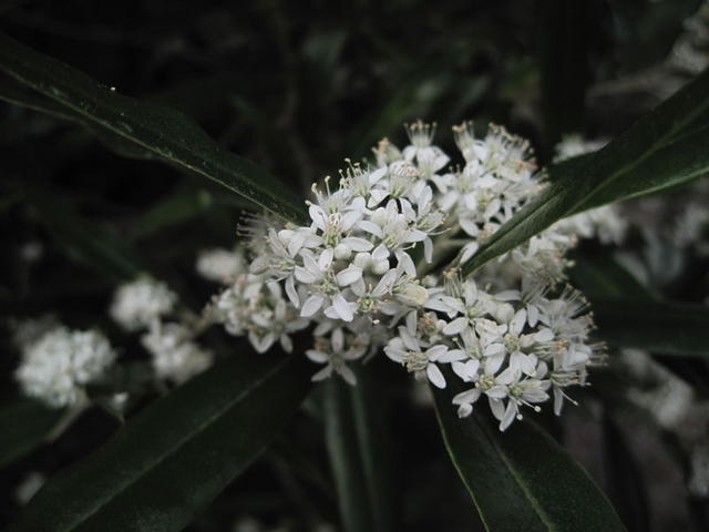 Nematolepis squamea flowers