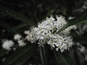 Nematolepis squamea flowers