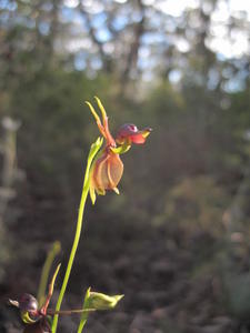 Calaena major flower