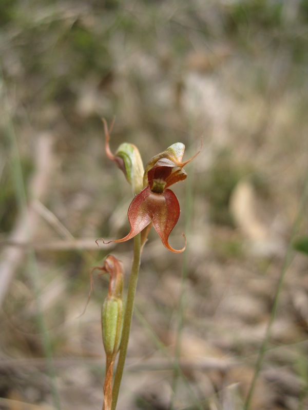 Pterostylis saxicola flower