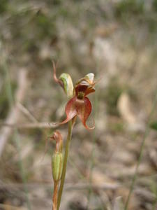 Pterostylis saxicola flower