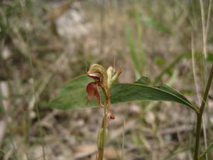 Pterostylis saxicola flower