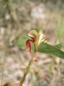 Pterostylis saxicola flower