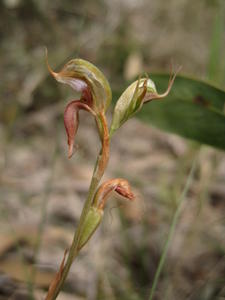 Pterostylis saxicola flower