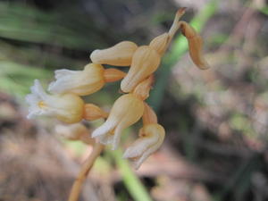 Gastrodia sesamoides flowers