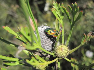 Isopogon anemonifolia fruit