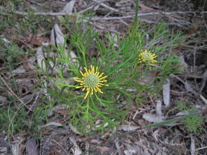 Isopogon anemonifolius small plant