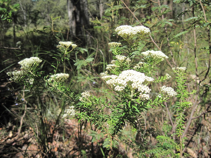 Ozothamnus diosmifolium plant shape