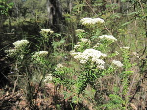 Ozothamnus diosmifolium plant shape