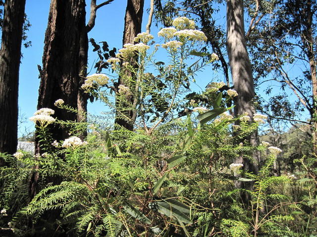 Ozothamnus diosmifolium plant shape