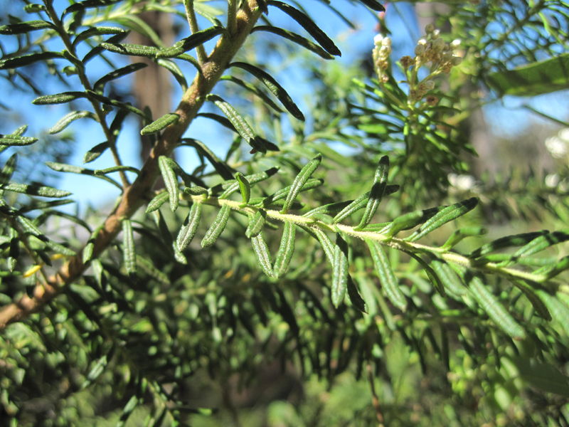 Ozothamnus diosmifolium leaves