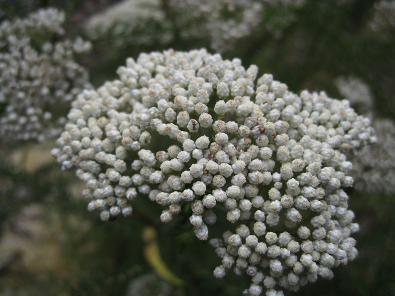 Ozothamnus diosmifolius flower head