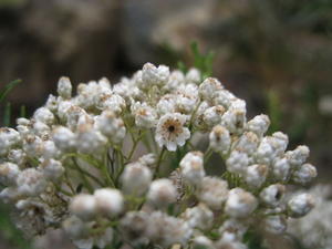 Ozothamnus diosmifolius open flower