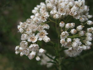 Ozothamnus diosmifolius open flowers