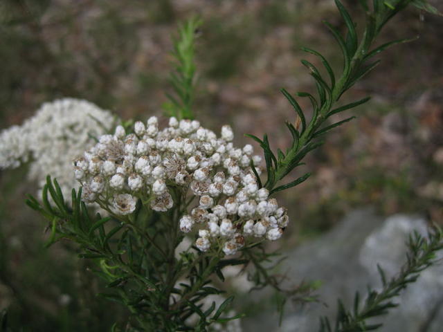 Ozothamnus diosmifolius flower head with some seeding