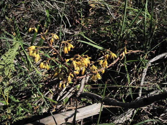 Erythrorchis cassythoides plant shape